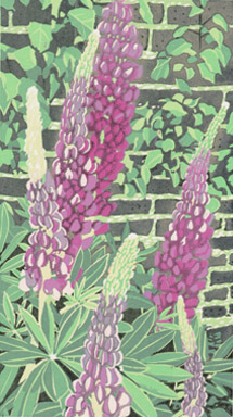 Lupins