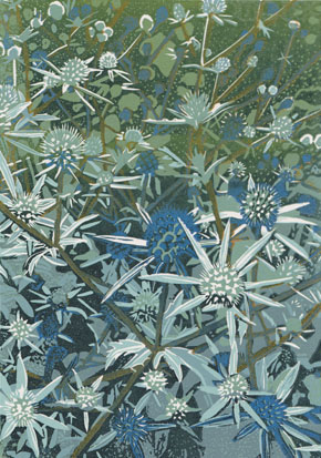 Sea Holly Blues