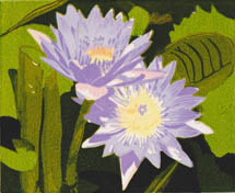 Water Lillies